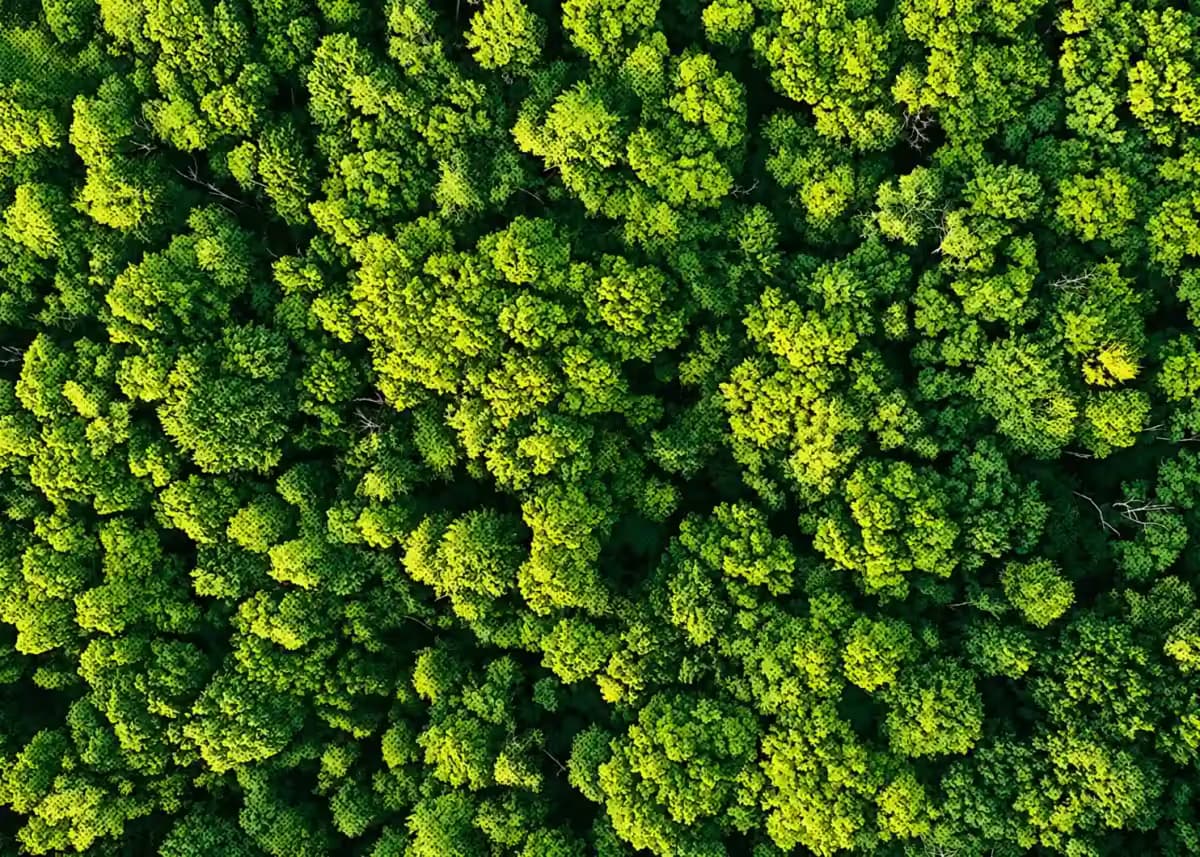 Aerial view of a dense European forest canopy